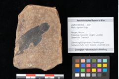 Foto (Objekt + Etikett) von Myrica lignitum Unger (NHMW-GEO-2024-0188-0536)